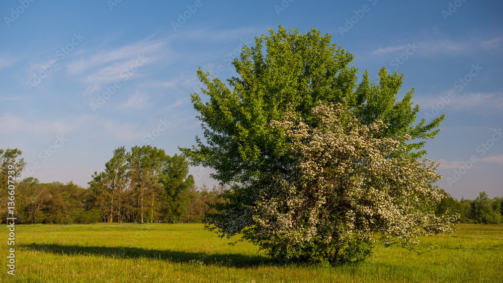 Obraz premium flowering hawthorn tree