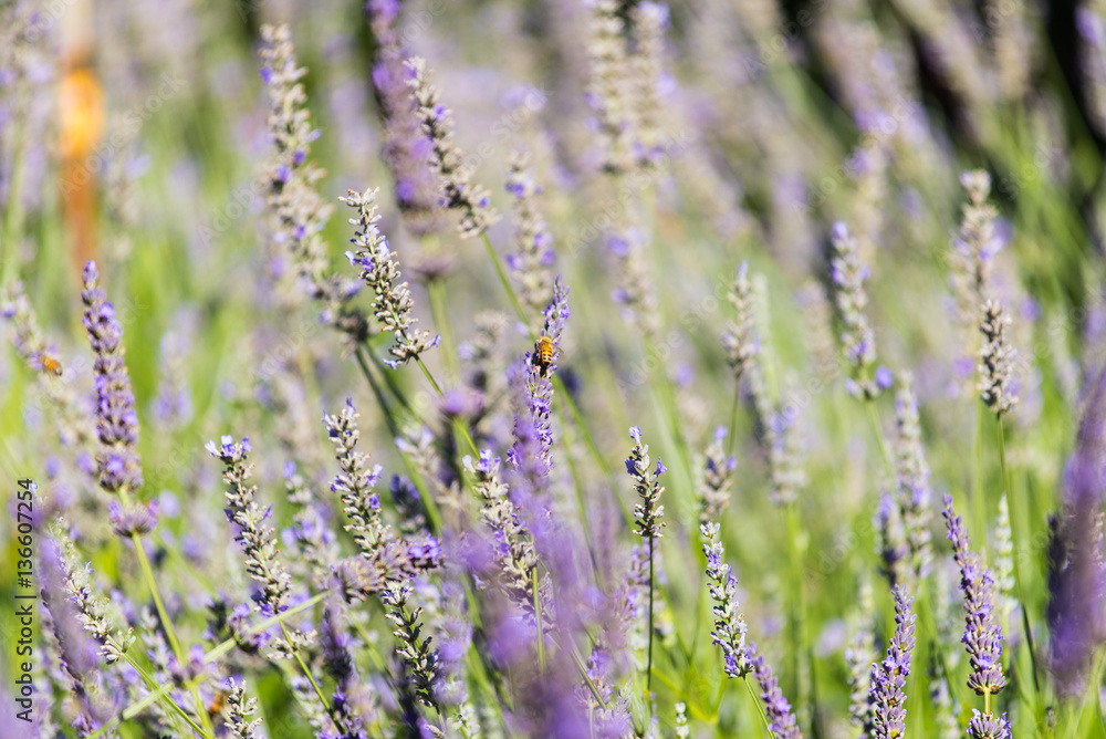 Obraz premium bee on flower