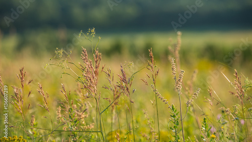 plant spikelets on a meadow © APHOTOSTUDIO