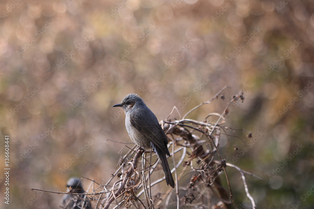 Obraz premium ヒヨドリ