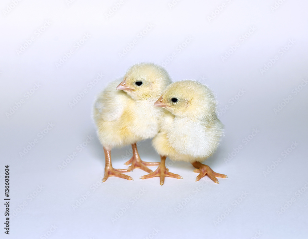 Nestlings little yellow chicks Nestlings little yellow chicks