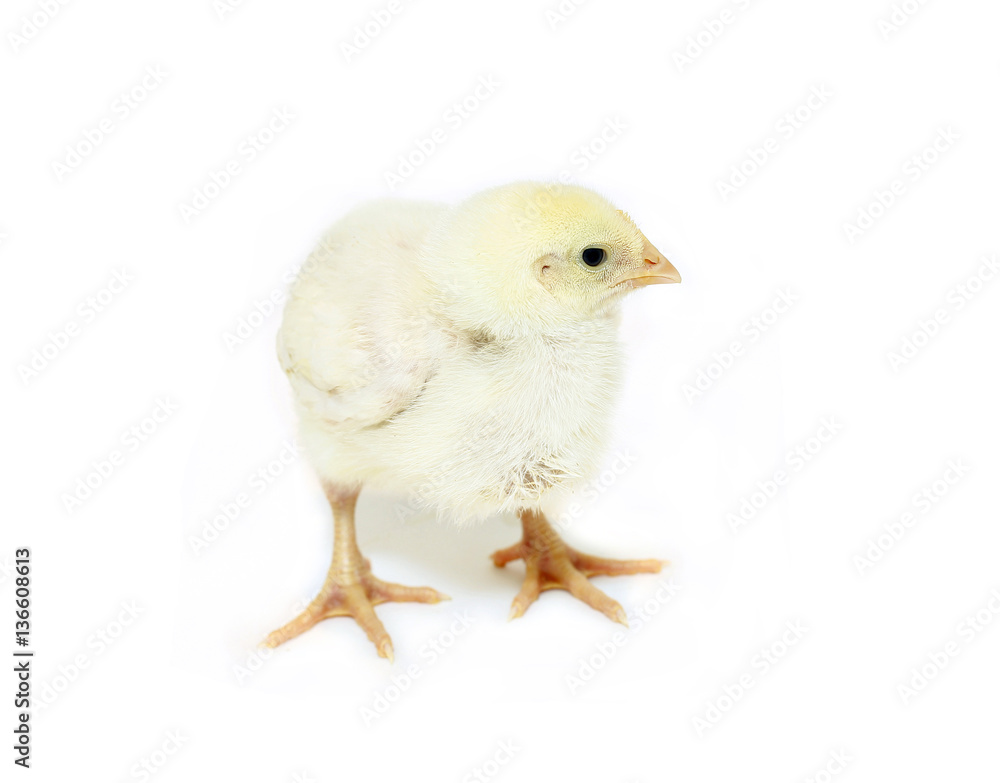 Fototapeta premium Nestlings little yellow chick