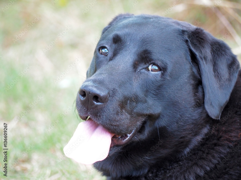 Tête de chien Labrador noir