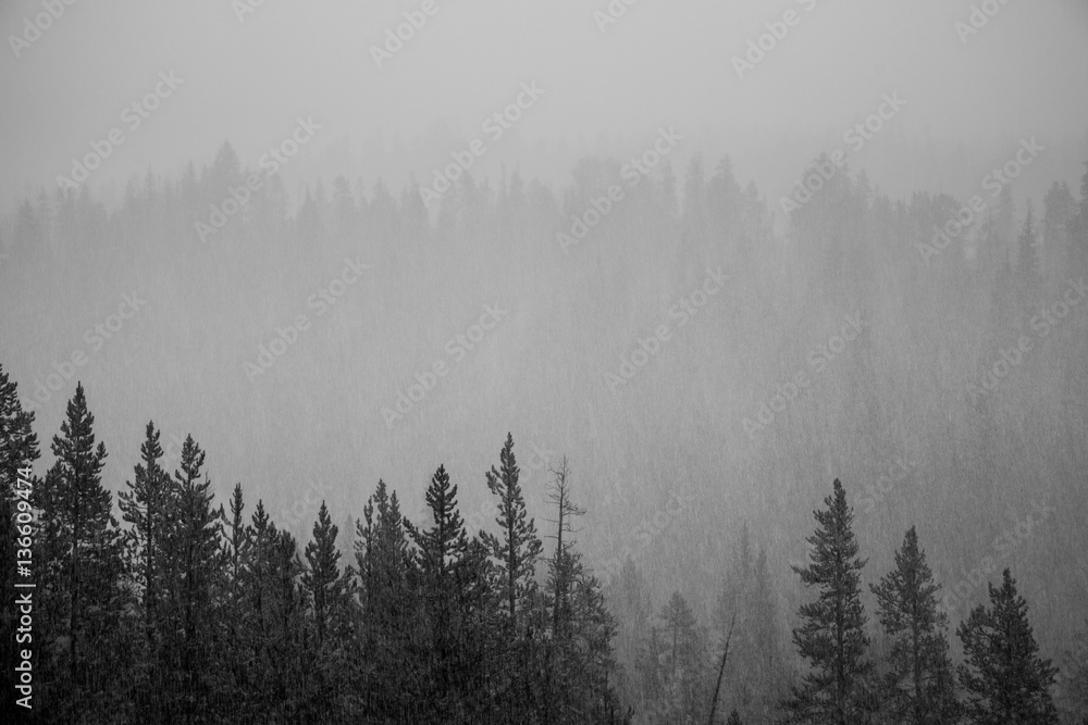 Fototapeta premium Drzew leśnych,