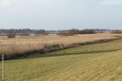 Deichvorland Elbe bei Haseldorf