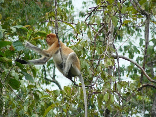 a monkey proboscis of Borneo.