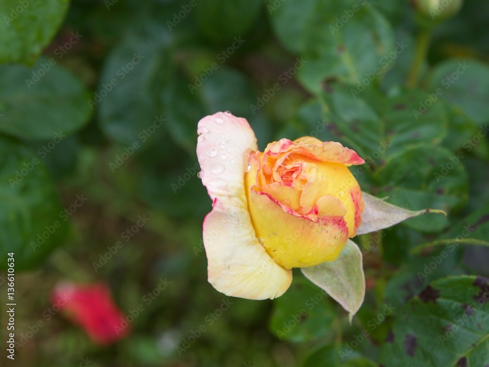 Bouton de rose jaune sous la rosée du matin Bouton de rose jaune sous la rosée du matin