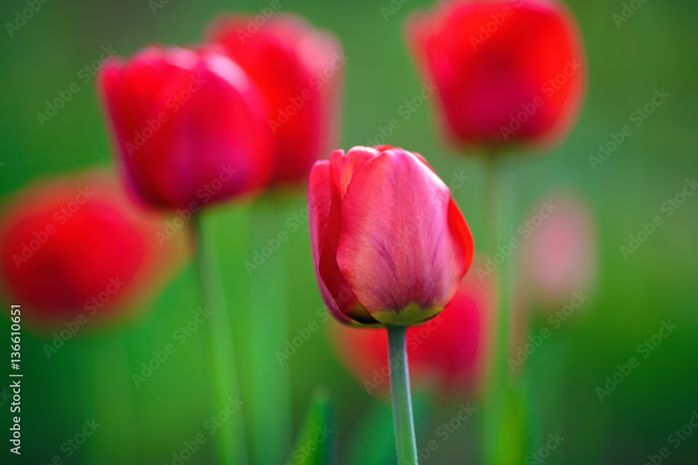Bright red tulip flowers on green table background. Soft focus effect. Shallow depth of field. Selective focus. Bright red tulip flowers on green table background. Soft focus effect. Shallow depth of field. Selective focus.