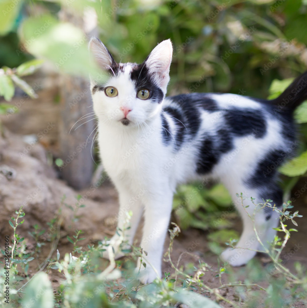 Beautiful kitten on nature