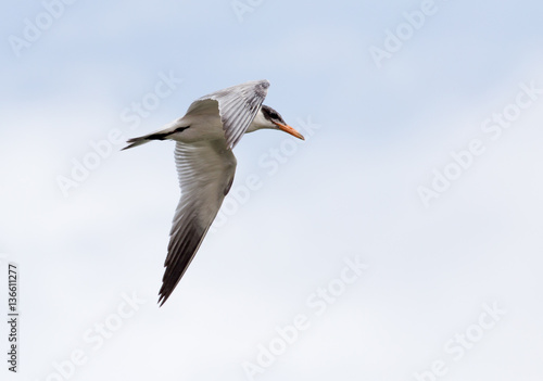 seagull in flight in the sky