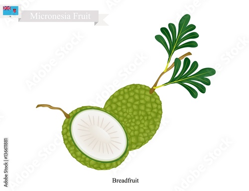 Micronesia Fruit, Ripe and Sweet Breadfruit. One of The Most Popular Fruits of Micronesia