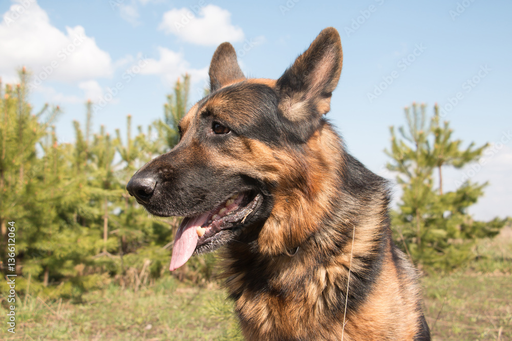 Dog german shepherd in a spring day