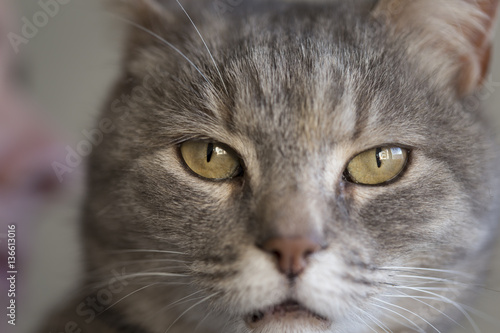 Cat portrait © Impact Photography