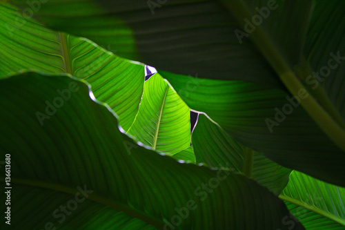 Green leaves on a gleam