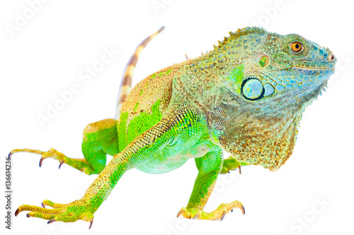 Wallpaper Mural one green iguana lizard .reptile sit on white background Torontodigital.ca