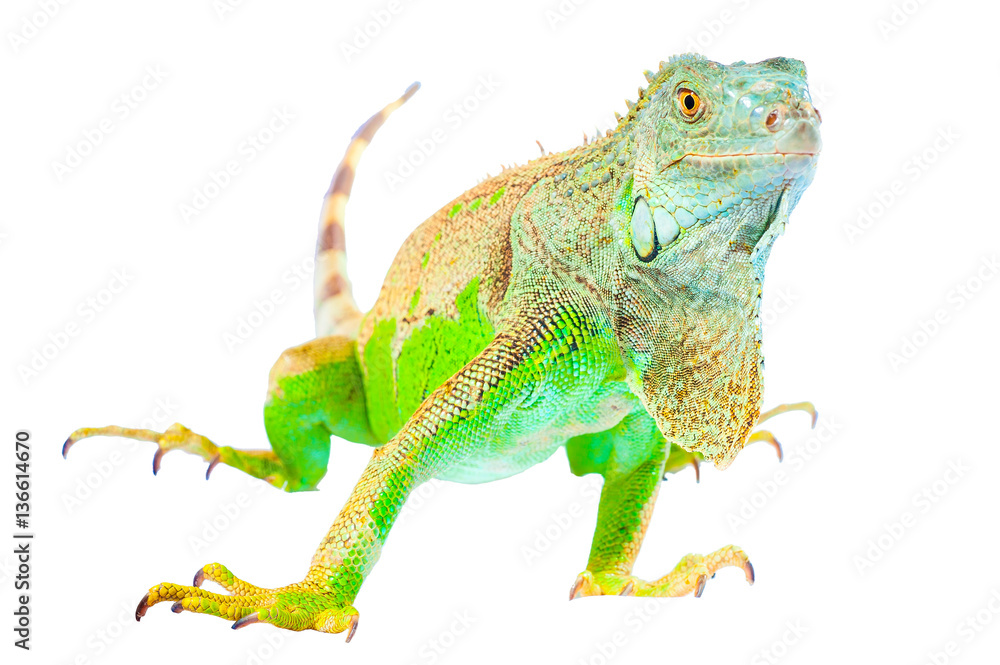 one green iguana lizard .reptile sit on white background one green iguana lizard .reptile sit on white background