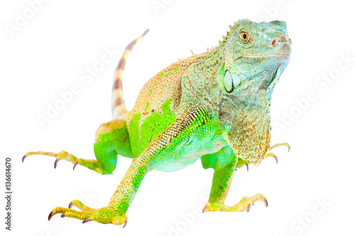 one green iguana lizard .reptile sit on white background © PBaishev