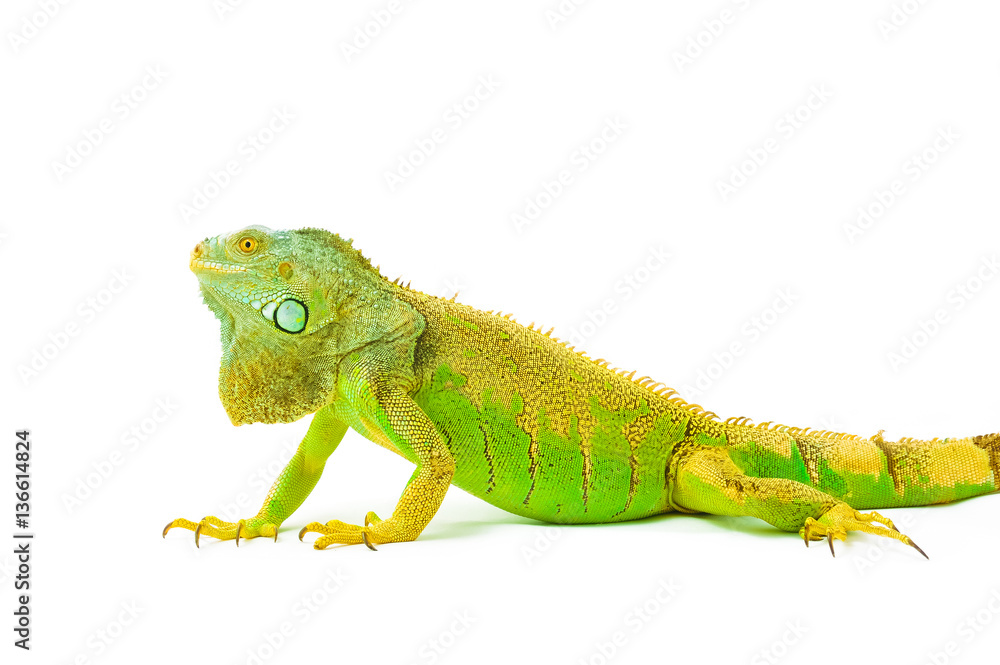 one green iguana lizard .reptile sit on white background one green iguana lizard .reptile sit on white background