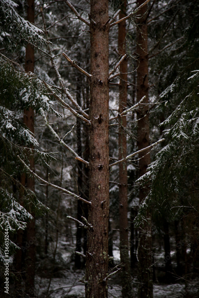 Tree trunk Tree trunk