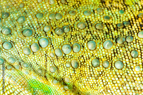 one green iguana lizard .reptile texture skin closeup