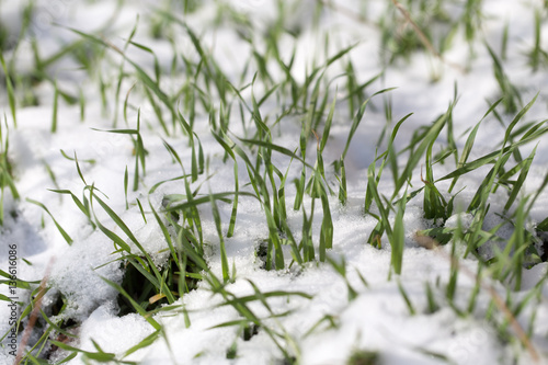 Green grass in the snow on the nature © schankz