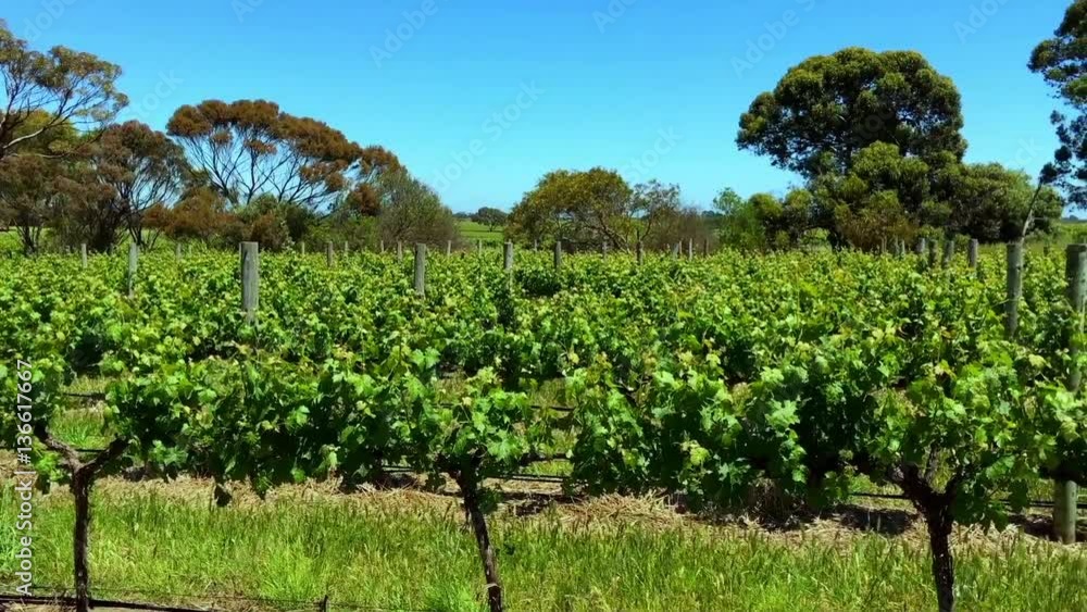 Rows of grapevines in the McLaren Vale winery region, South Australia, closeup panning, handheld. Rows of grapevines in the McLaren Vale winery region, South Australia, closeup panning, handheld.