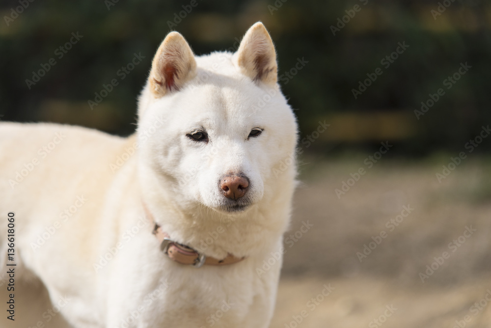 白い柴犬