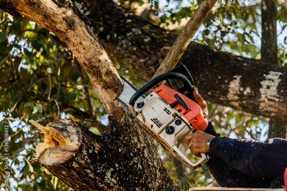 man cutting trees using an electrical chainsaw and professional man cutting trees using an electrical chainsaw and professional