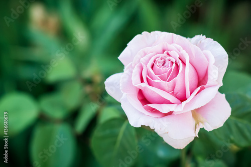 Pink beautiful rose in garden