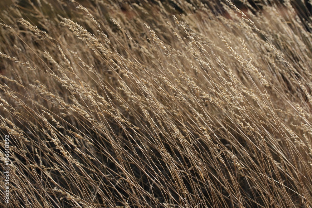 Fototapeta premium Grassy Fields