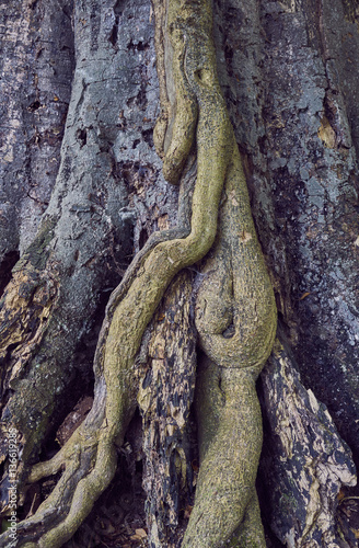 Ivy stem growing up a tree trunk