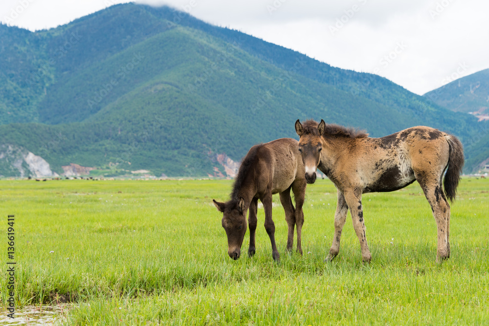 Horses at Napa Lake. a famous landscape in the Ancient city of Shangrila, Yunnan, China. Horses at Napa Lake. a famous landscape in the Ancient city of Shangrila, Yunnan, China.