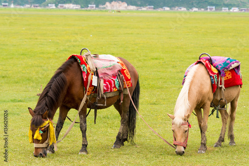 Horses at Napa Lake. a famous landscape in the Ancient city of Shangrila, Yunnan, China.