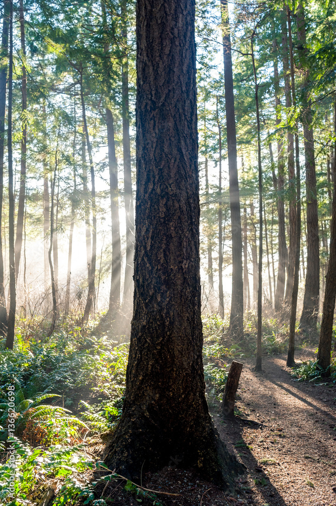 Obraz premium Sun beam light rays shine through trees in evergreen boreal forest