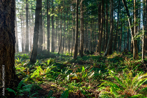 Sun beam light rays shine through trees in evergreen boreal forest photo