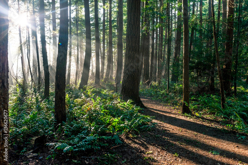 Sun beam light rays shine through trees in evergreen boreal forest