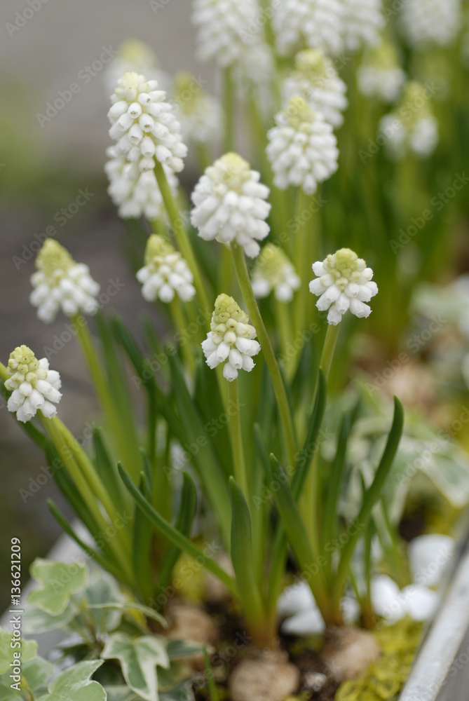 Muscari botryoides album / Muscari blanc Muscari botryoides album / Muscari blanc