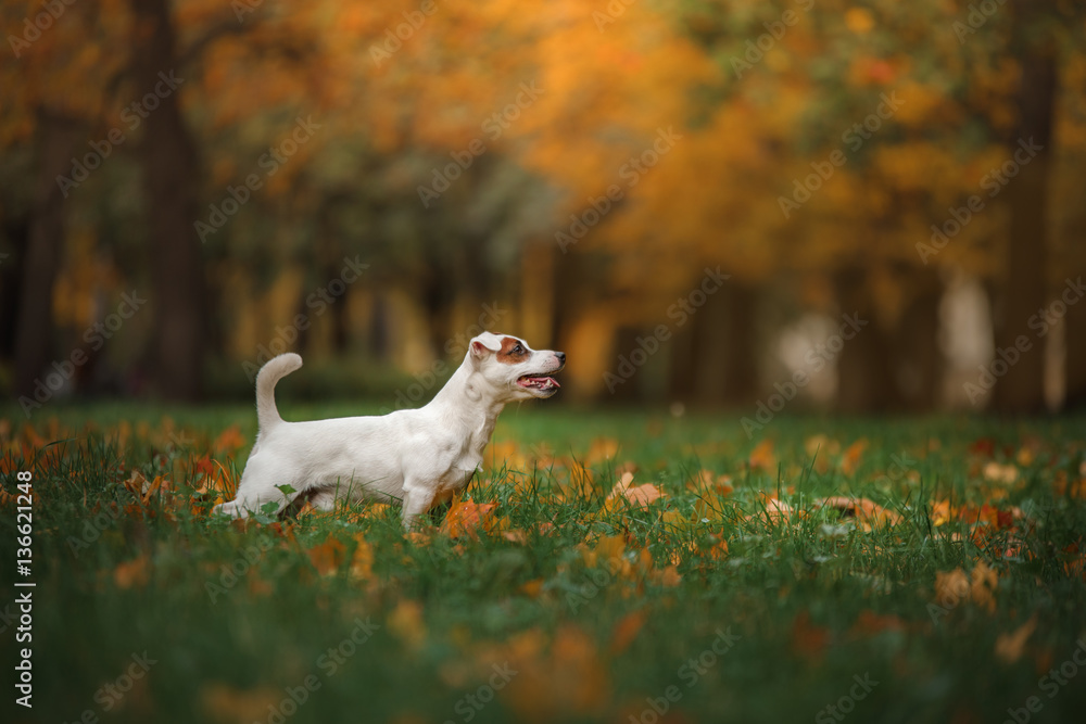 Jack Russell Terrier dog with leaves. gold and red color, walk in the park Jack Russell Terrier dog with leaves. gold and red color, walk in the park