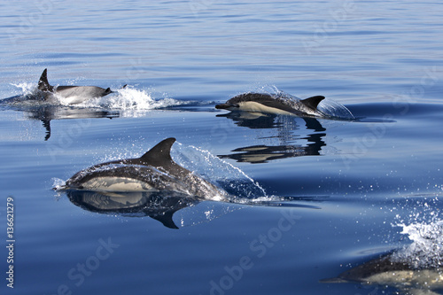 Delphinus delphis / Dauphin commun à bec court © PIXATERRA