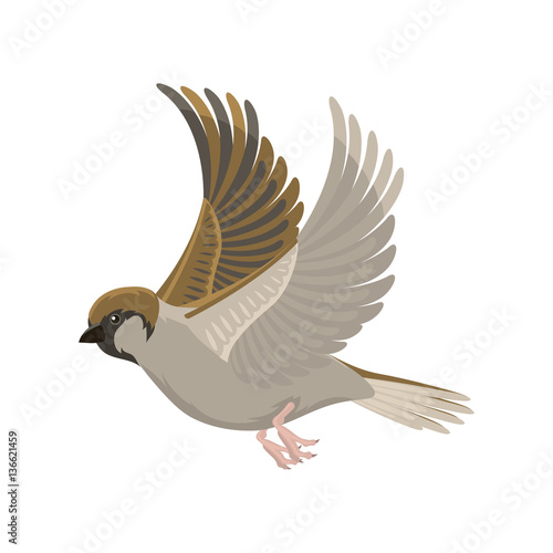 Sparrow flying bird vector illustration