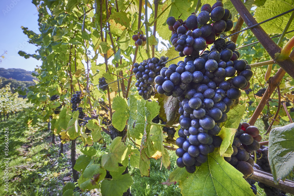 grape vines at harvest time