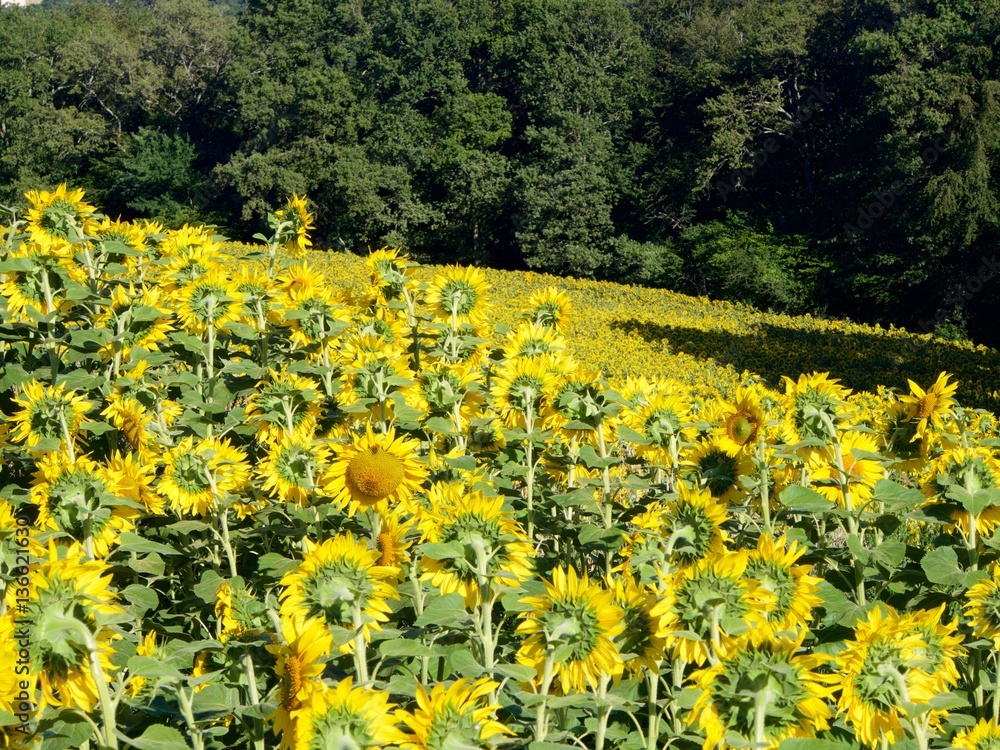 Obraz premium Champ de tournesols en fleur