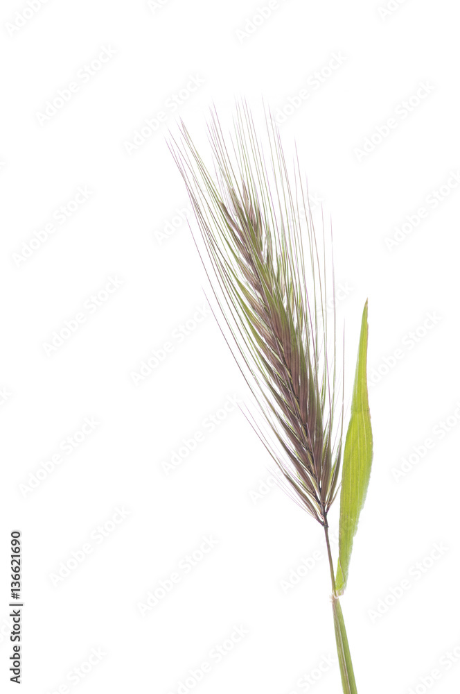 Hordeum murinum subsp. murinum / Orge des rats Hordeum murinum subsp. murinum / Orge des rats