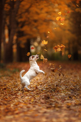 Jack Russell Terrier dog with leaves. gold and red color, walk in the park