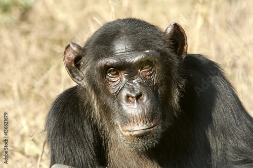 Pan troglodytes / Chimpanzé © PIXATERRA