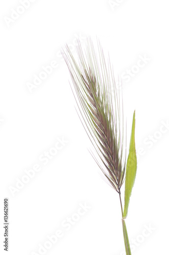 Hordeum murinum subsp. murinum   Orge des rats