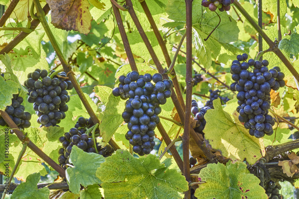 black grapes on the vine at harvest time