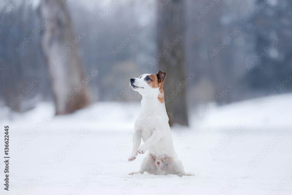 Dog Jack Russell Terrier, dog running outdoors