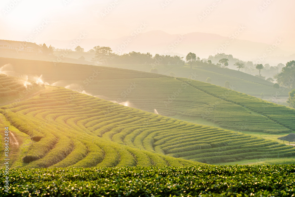 Sunset view of tea plantation landscape at Chiang rai, Thailand. - obrazy, fototapety, plakaty 