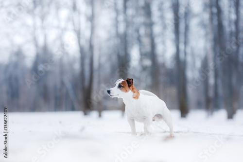 Dog Jack Russell Terrier, dog running outdoors